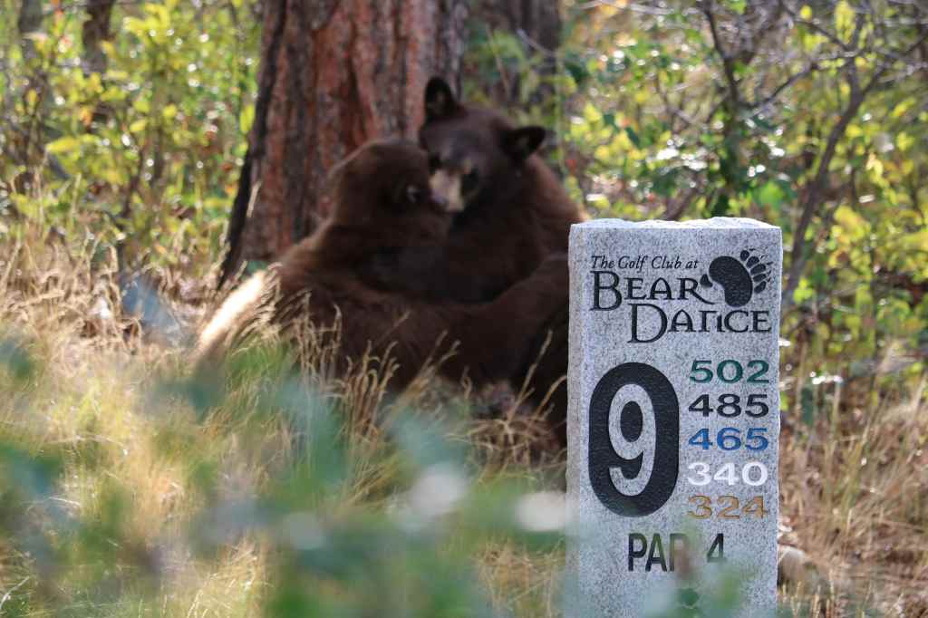 Bears in the wood behind hole 9 sign