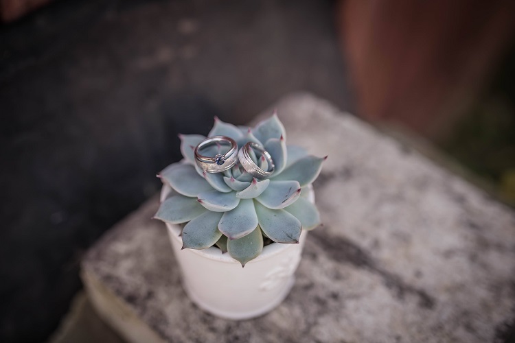succulent with wedding rings